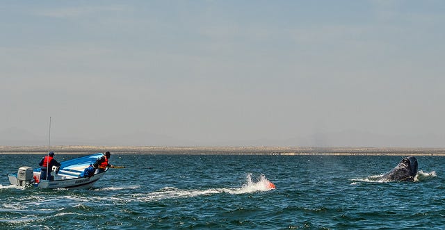 RABEN: la misión de salvar a las ballenas