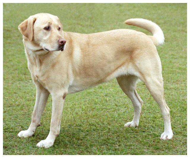 Figure 2: Original Image of a Labrador Retriever