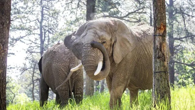 Elephants Are Not People