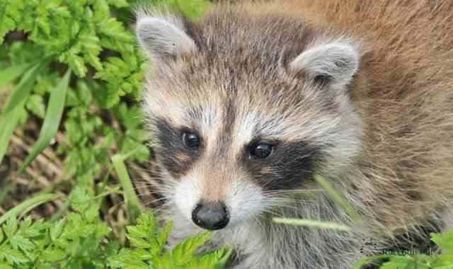 How Long Do Domestic Raccoons Live? - Raccoon life - Medium