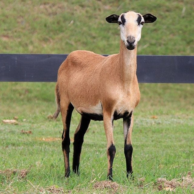Rincian Biaya Operasional Ternak Kambing
