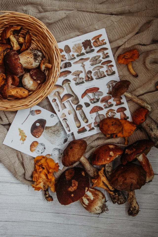 The Healing Properties of Mushroom Extracts A Quick Guide to Health