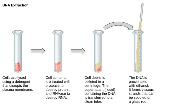 Steps in DNA Extraction