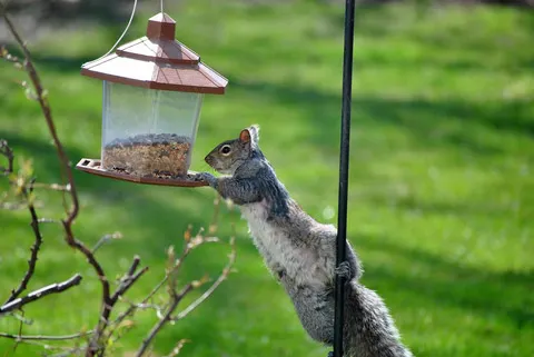 squirrel on feeder