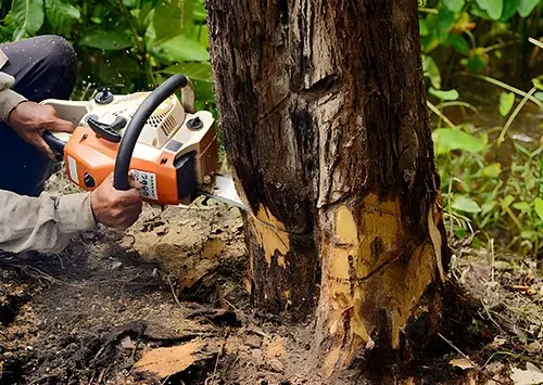 Maplewood Tree Service