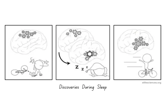 Consolidation (Image Credits: Discoveries  During Sleep)