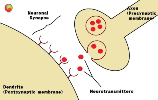 Neurons and learning: Sensitization