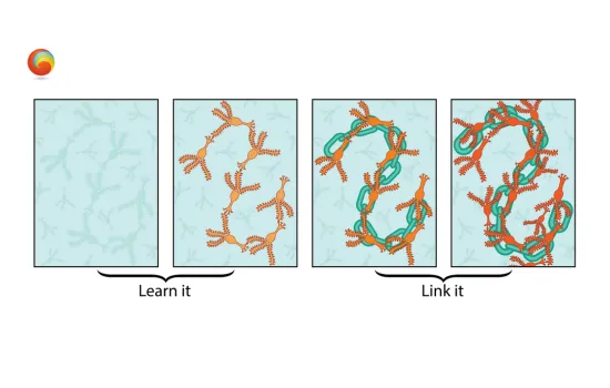 As a student works in active ways with the new concept or technique, links solidify in long-term memory and form the basis of proficiency.