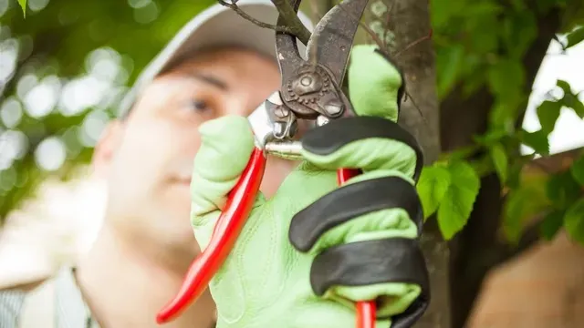 Maplewood Tree Service 