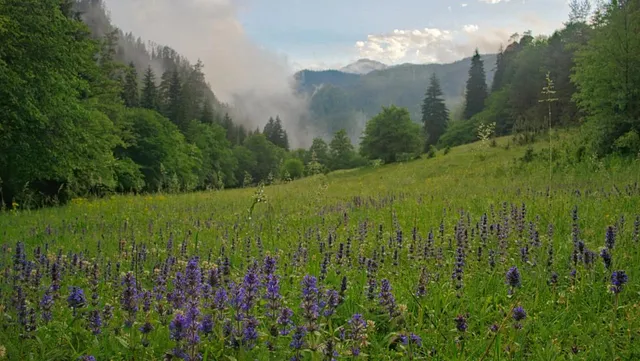 Taman Nasional Borjomi-Kharagauli