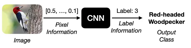 Elaborazione di input end-to-end di CNN Vanilla. Immagine dell'autore.