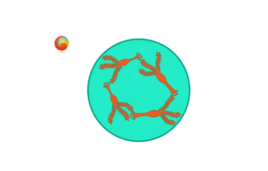 Neuroscience — The spine of one neuron comes up against the axon of another neuron