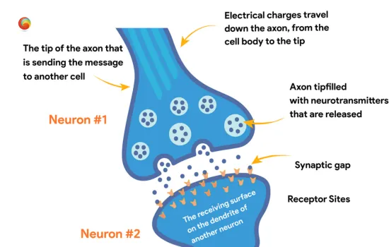 Neuron learning at the synaptic gap