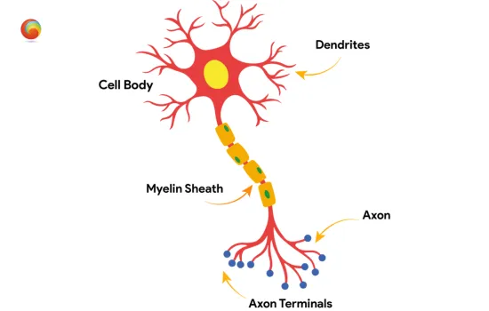 Biological structure of a neuron