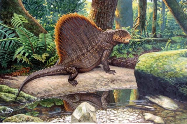Tiny but Mighty: The Mystery of the Miniature Dimetrodons