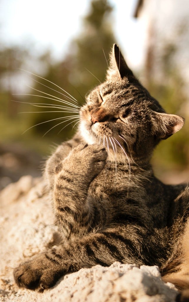 The History of Domestic Cats From Wild to Domesticated by