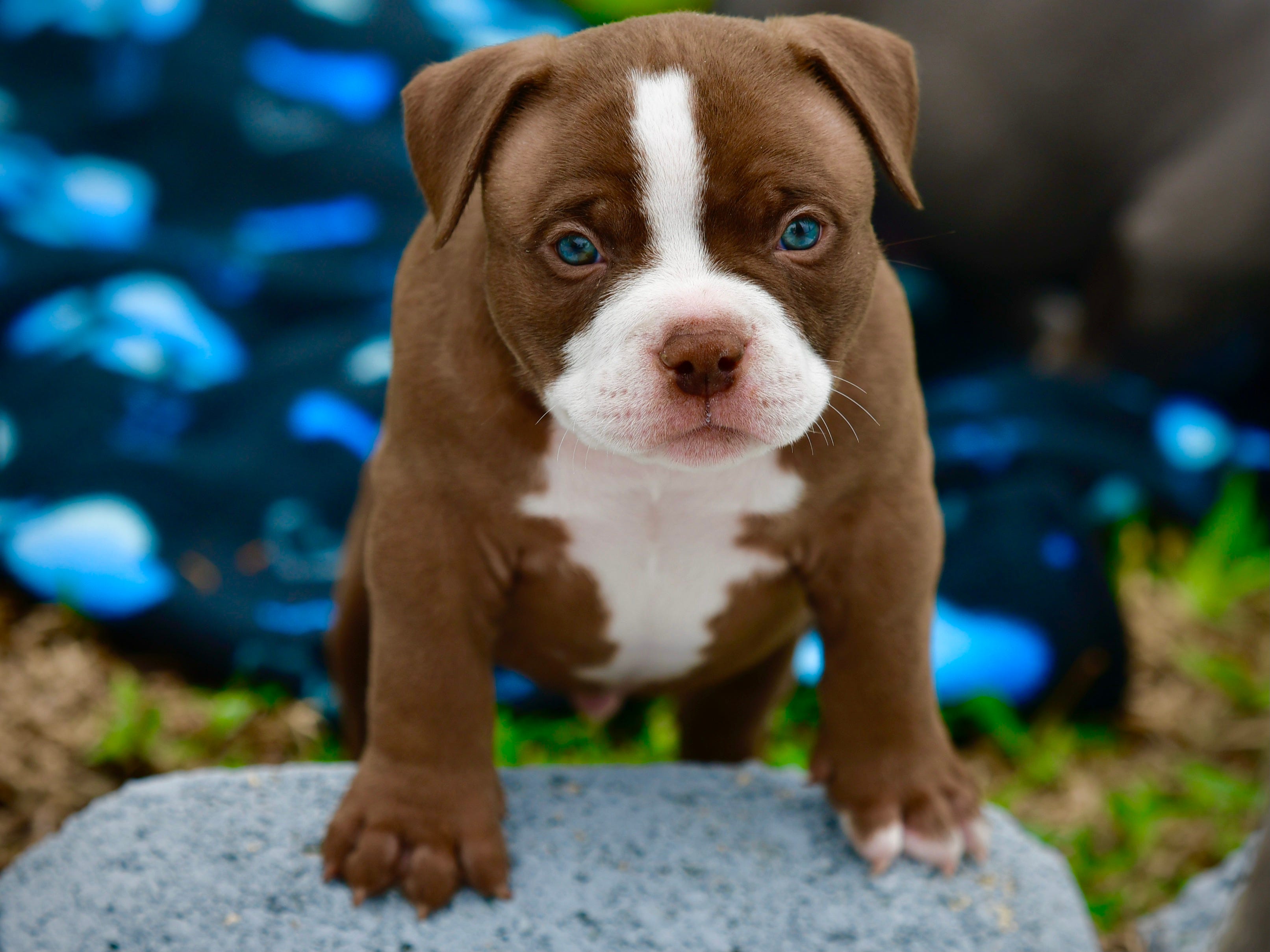 Pocket Bully & Staffy Test NEW Dog Brain Game