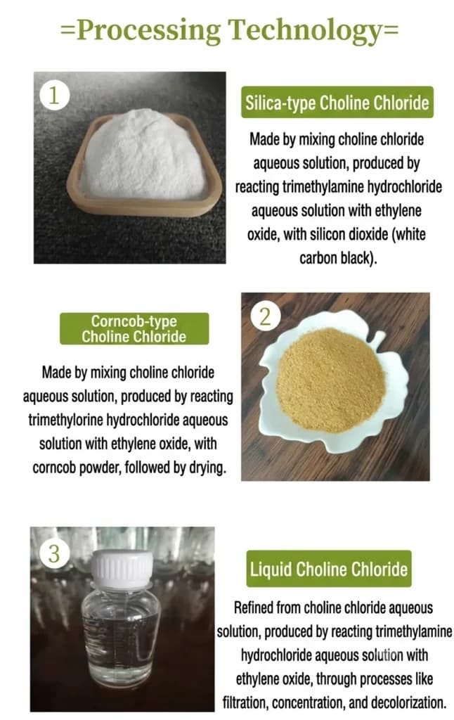 Why Choline Supplements are Crucial for Modern Livestock and Aquaculture Nutrition