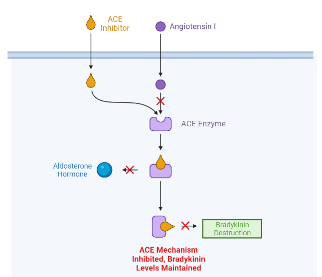 Viability of ACE-Inhibitors To Reduce Space Radiation-Induced  Cardiovascular Injury | by Megan | Medium