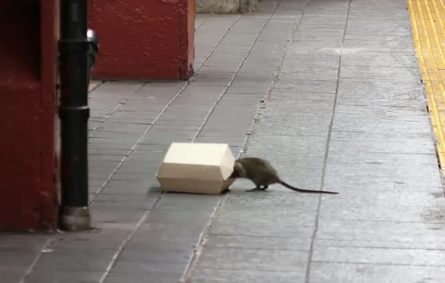 Innovative Rat Extermination Technique Emerges in New York City ...