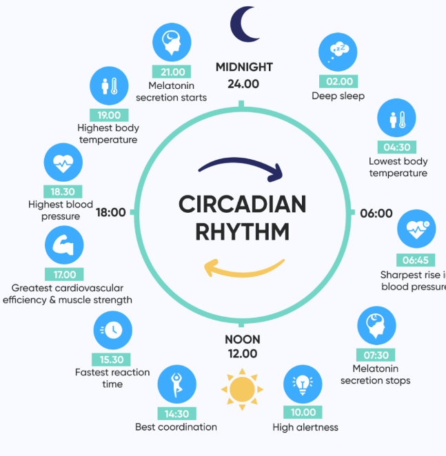 https://www.betterup.com/hs-fs/hubfs/infographic-of-a-conventional-circadian-rhythms.png?width=1999&name=infographic-of-a-conventional-circadian-rhythms.png