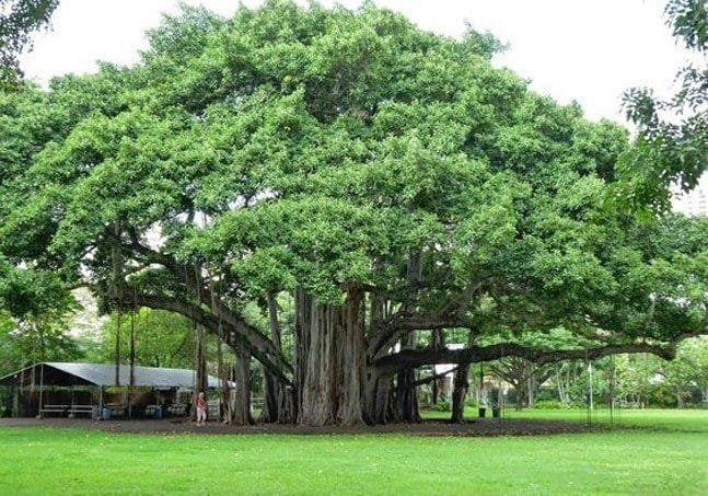 Peepal Tree. People believe that Lord Vishnu and… | by Vinay Grover | Medium