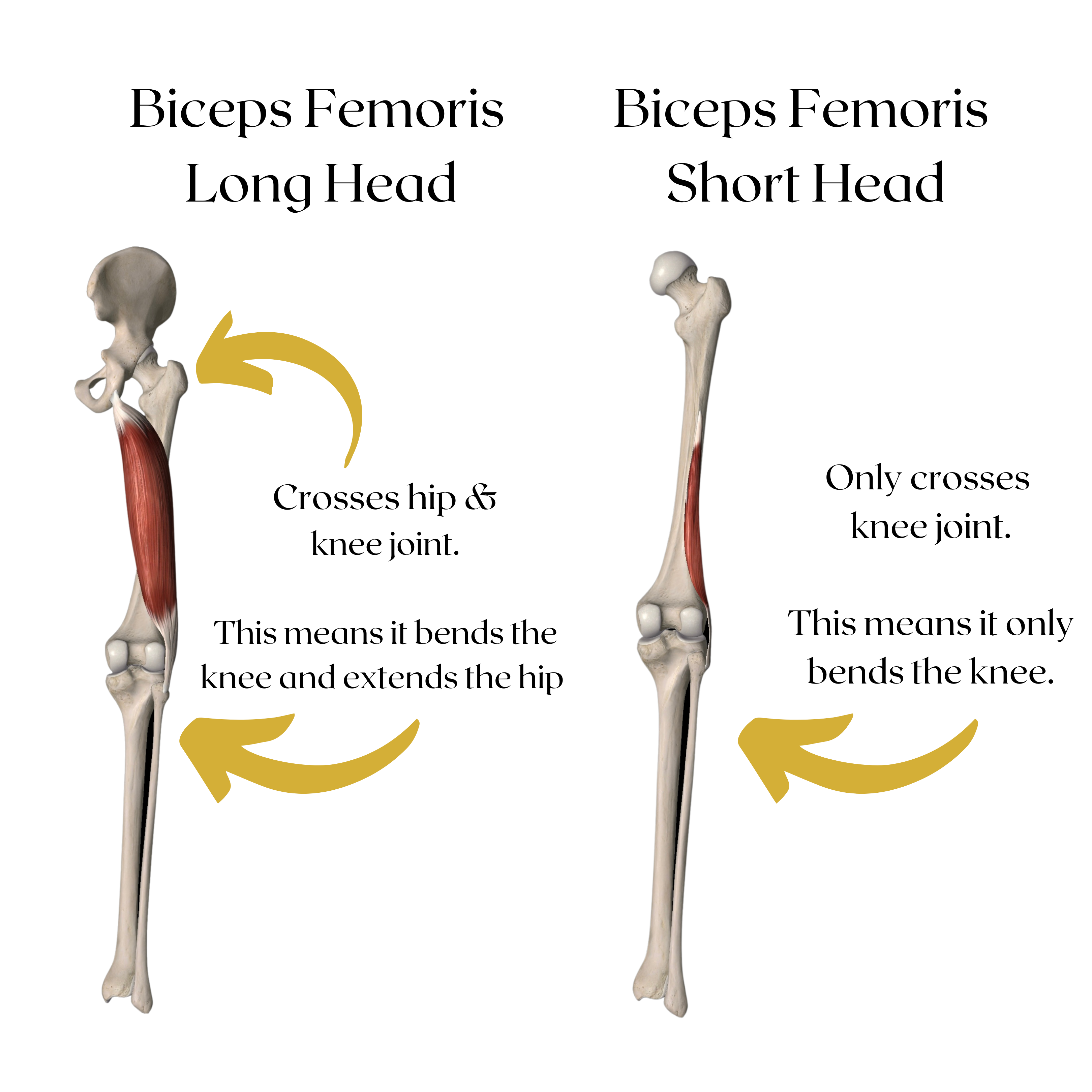 Training Long Vs Short Muscle Lengths For Hypertrophy | by Dylan Dacosta |  In Fitness And In Health | Medium