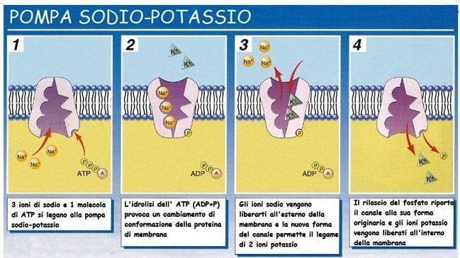 Alcune cose da sapere sui sintomi da carenza di potassio | by Dott.  Francesco Barbato D. O. | Medium