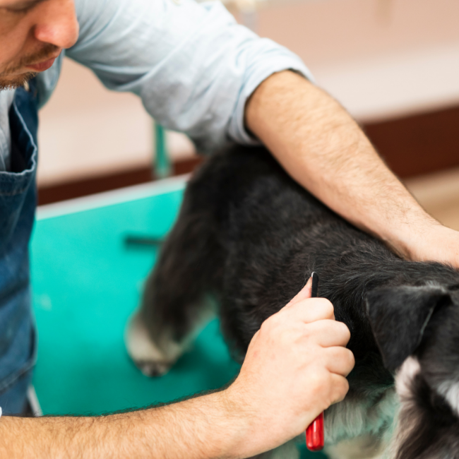 Hand stripping 2024 wire haired dogs