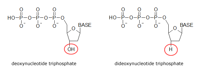 dideoxynucleotide