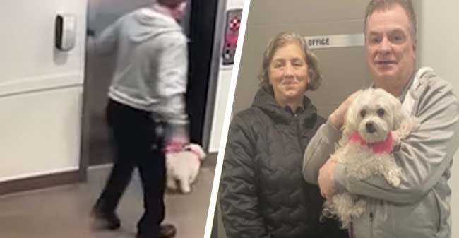 Hombre evita que una perrita fuera ahorcada por un elevador