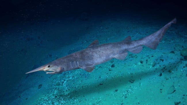 The Creature : Goblin Shark