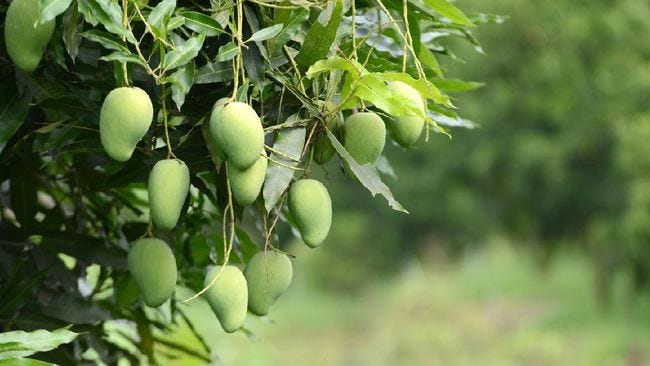 Analogi Pohon Mangga