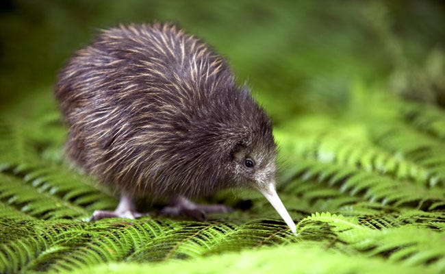 A photo of a kiwi bird, a rare species in New Zealand.