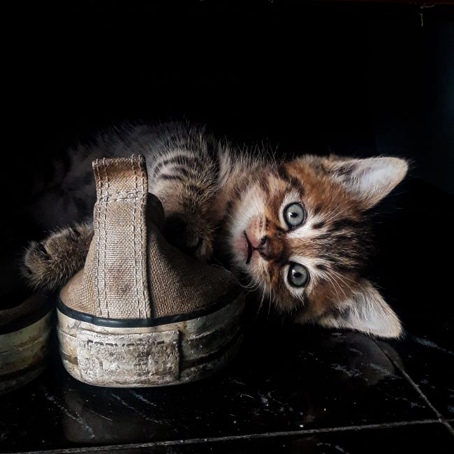 Warum mögen Katzen Schuhe