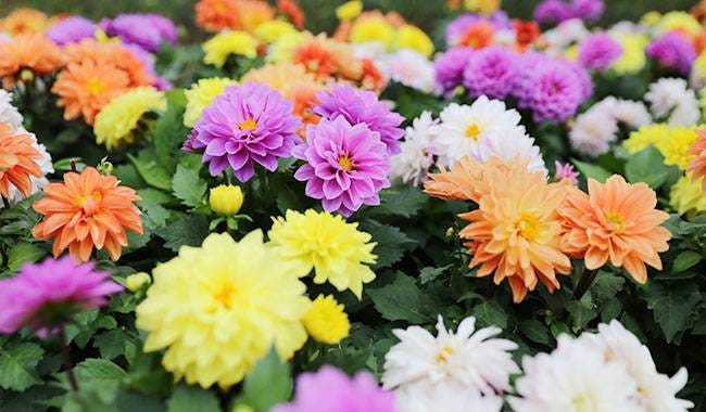 How to plant chrysanthemum: growing, and care Thumbgarden | Medium