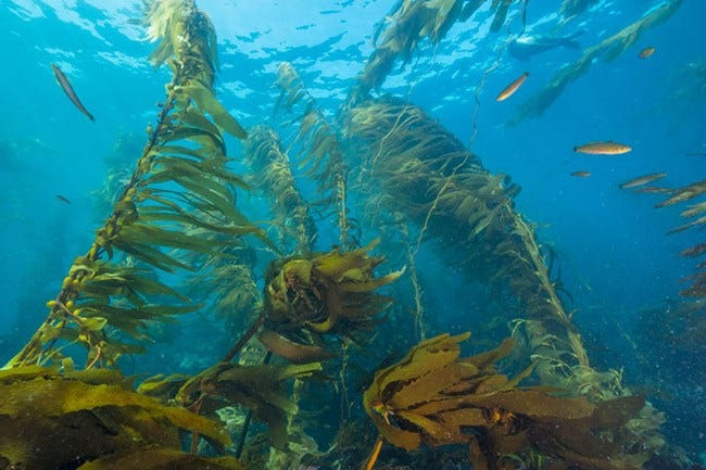 Biotic and Abiotic Factors Changing Kelp Population Dynamics | by