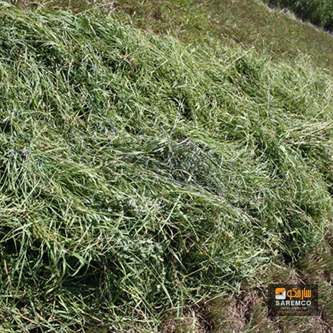 Alfalfa HAY Green and Fresh — Best Quality and Price by Tabrez