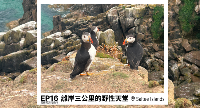 離岸三公里的野性天堂 — Saltee Islands, Wexford