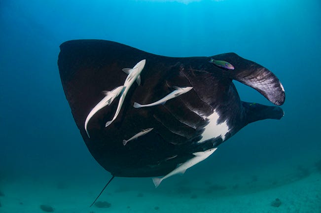 Cleaner fish with manta ray