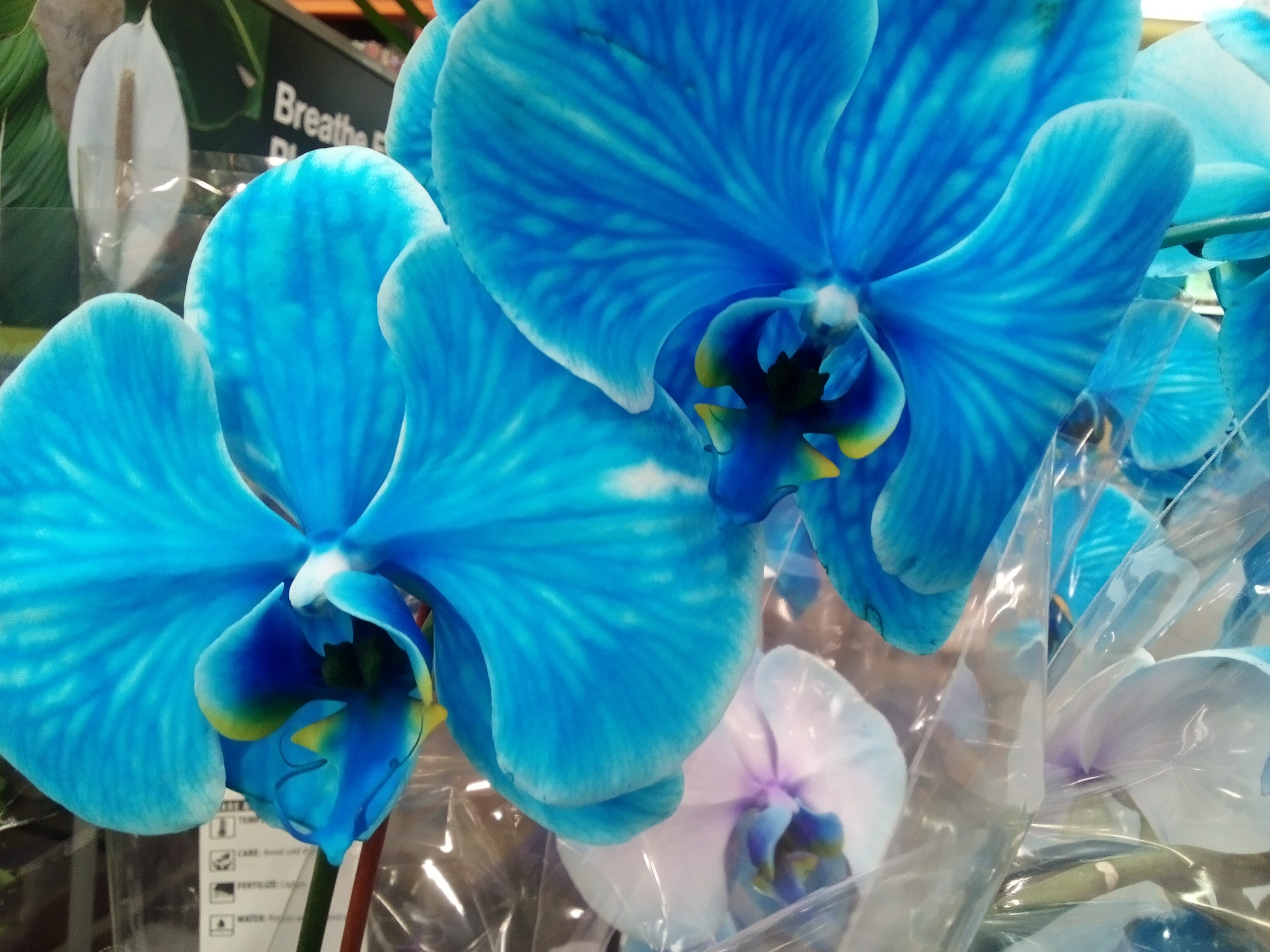 I Found The Rare Blue Orchid. It's the oldest flower in existence