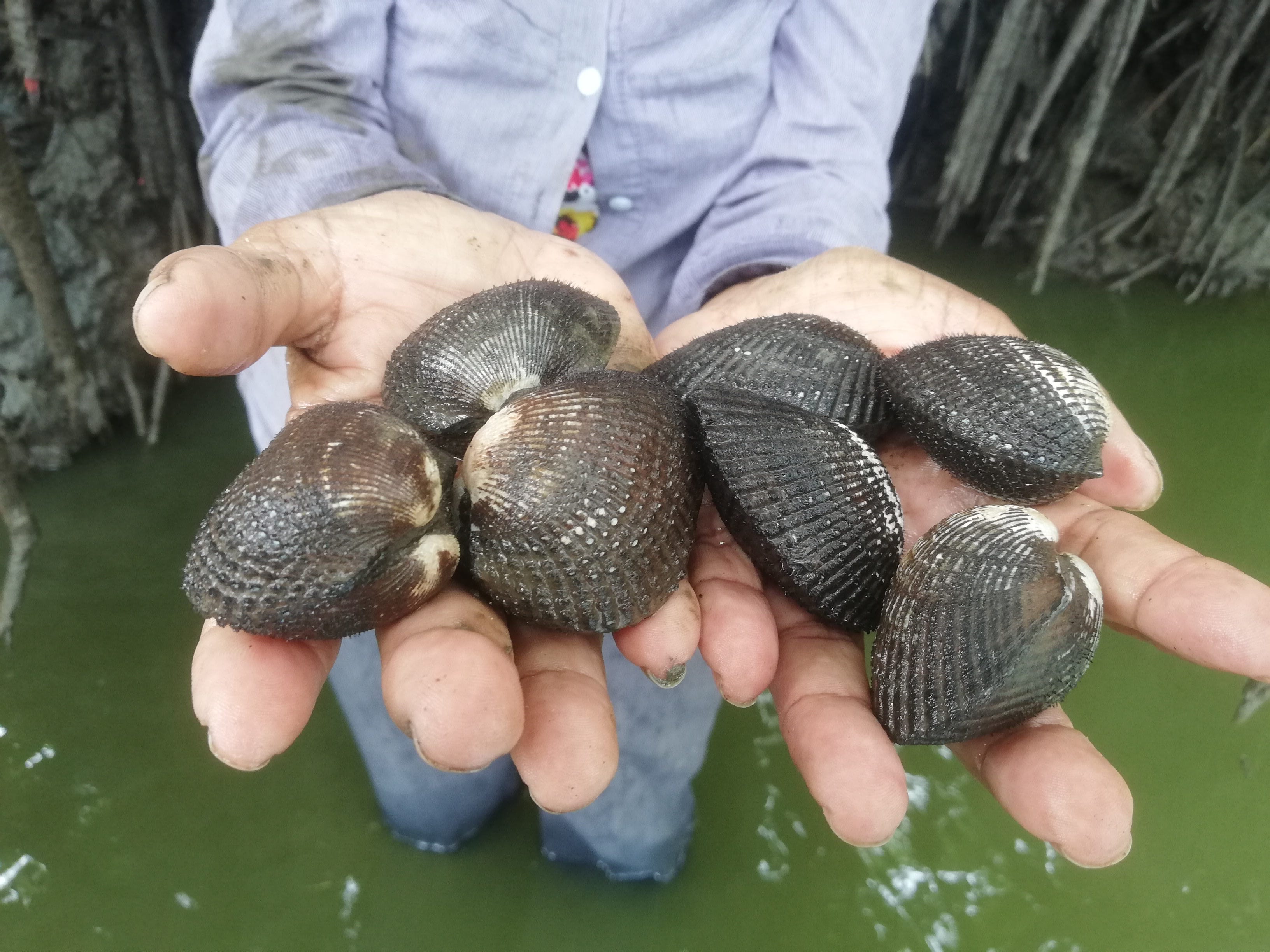 Una red solidaria para la pesca artesanal en tiempos de COVID-19, by PNUD  Perú