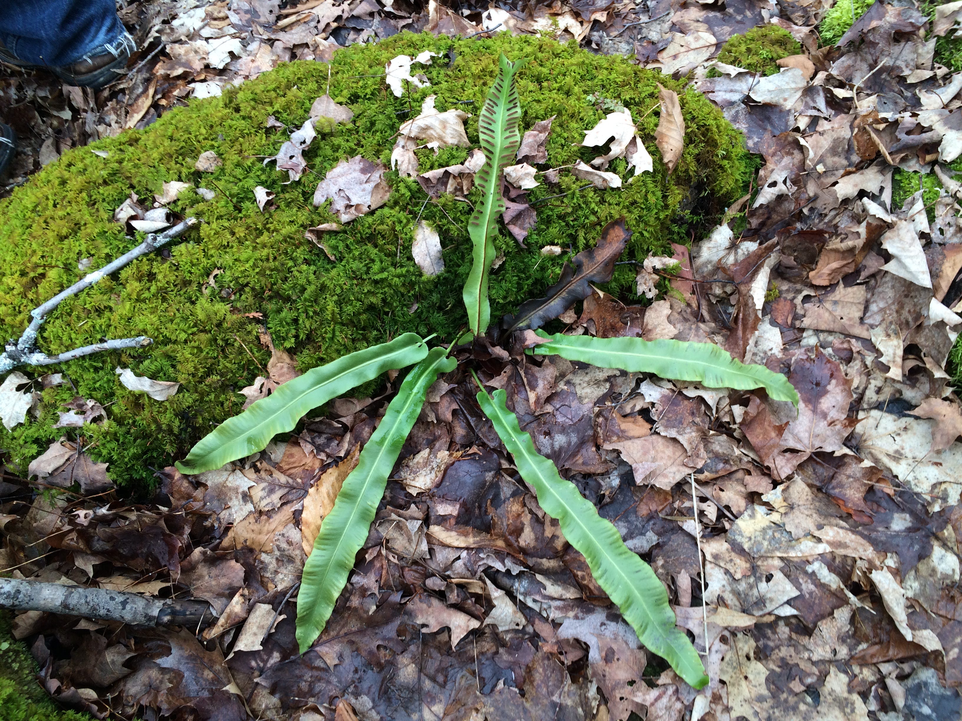 The Real Magical Plants of Harry Potter | by U.S. Fish and Wildlife Service  | Medium