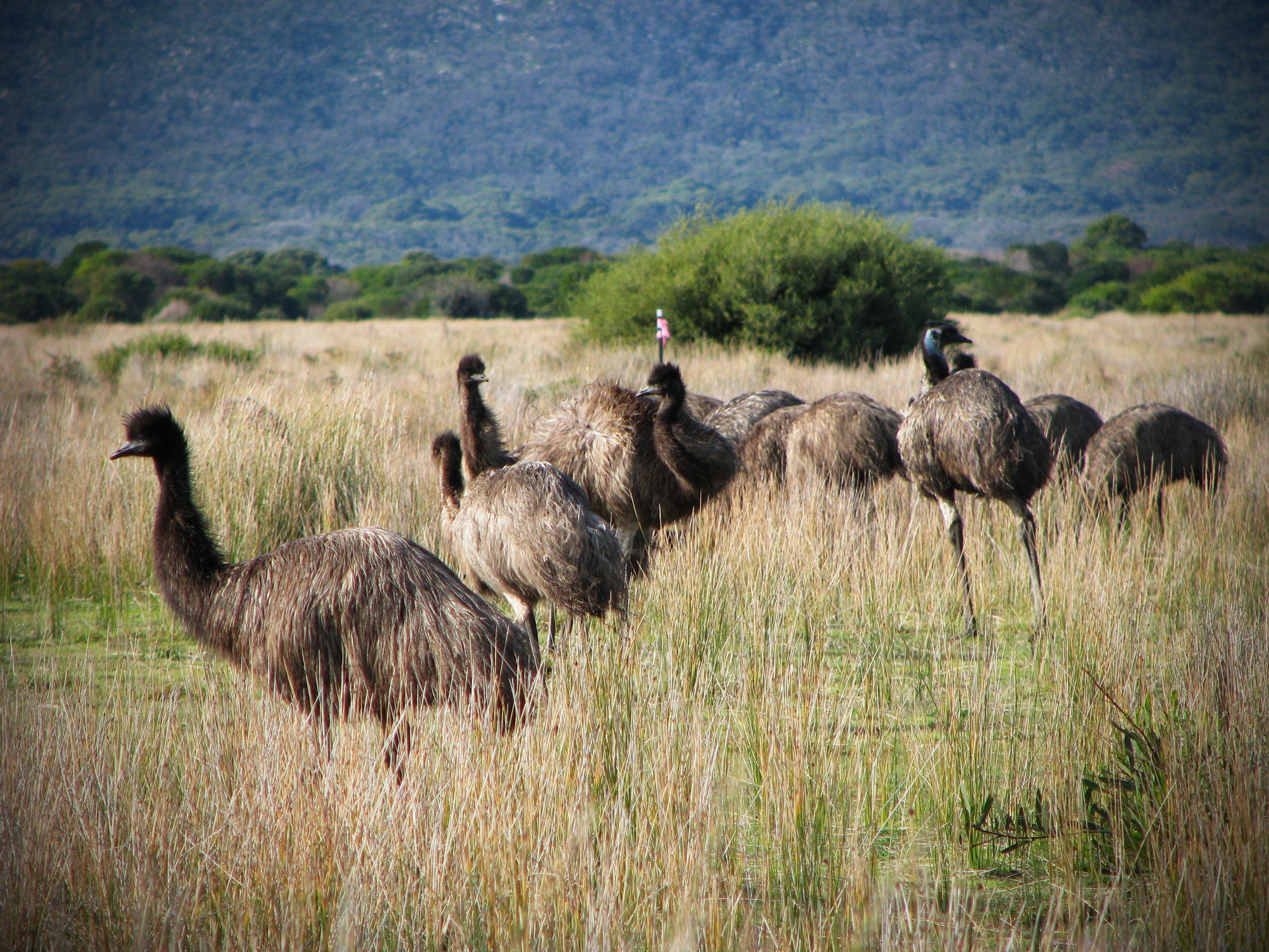 Australia Once Lost a War With the Mighty Emu | by Matthew Gault | War Is  Boring | Medium