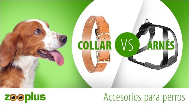 Halsband oder Geschirr? | Einen Hund adoptieren | Pet Yolo-Magazin
