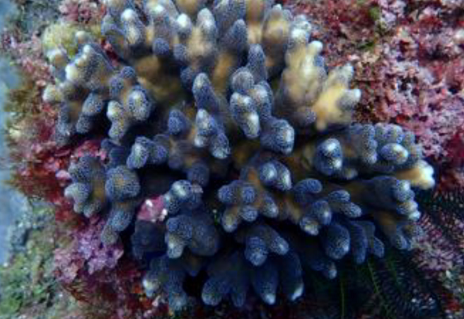 Dr. Chiahsin Lin’s Cryobank Vision: Inside the Lab Advancing Coral Conservation