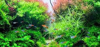 Ecology of the planted aquarium. July 27 2021 after all mass