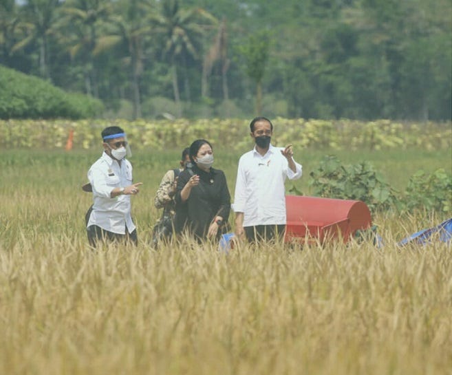 Presiden Joko Widodo Meninjau Gelaran Panen Raya Padi