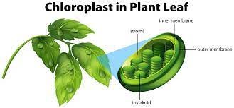 chinese money plant pale leaves Chinese Money Plant – The Plant Firm main image 1