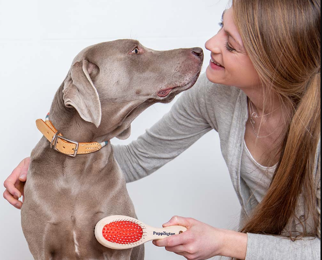 Easy Ideas for dog grooming at home PuppingtonCo Medium
